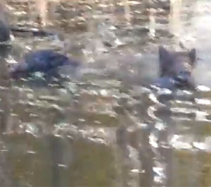 Wild pigs in a swamp near NOLA Wild pigs in a swamp near NOLA