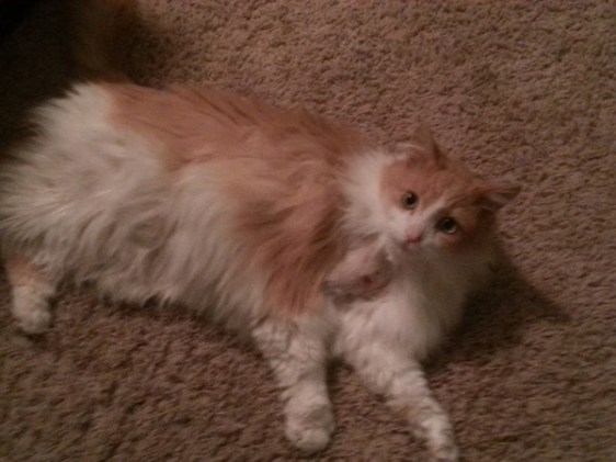 Can a dog person turn into a cat person?