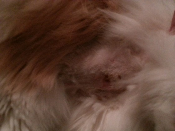 Walter is one tough cat